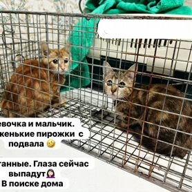 Котята в добрые руки