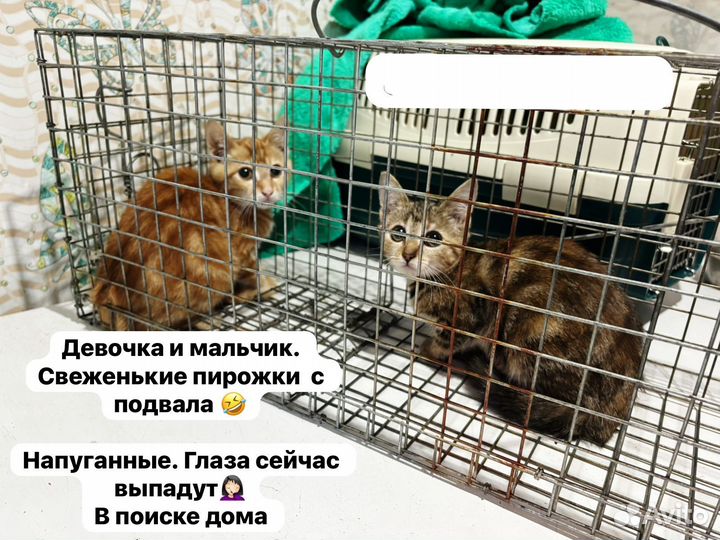 Котята в добрые руки