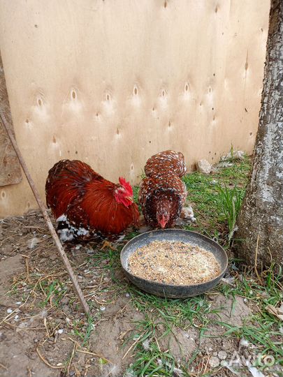 Молодые курочки брама