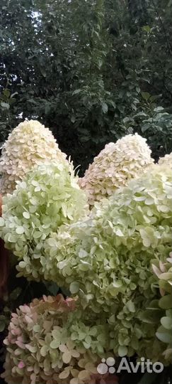 Растения для сада гортензия