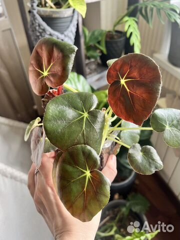 Бегония краснолистная