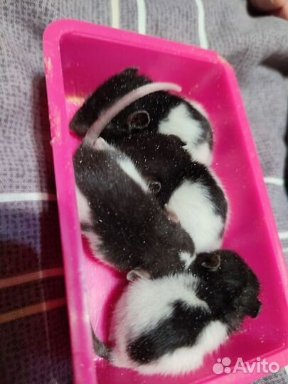 Крысы Дамбо. Редкий цвет. Больше фото внутри