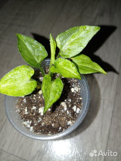 Сингониум Snow Queen