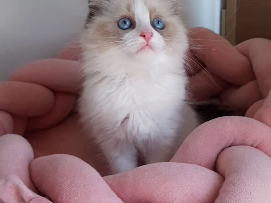 Котята рэгдолл. Девочка ragdoll