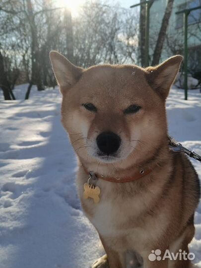 Передержка животных в семье