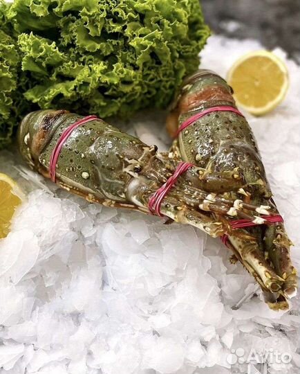 Лангуст с/м