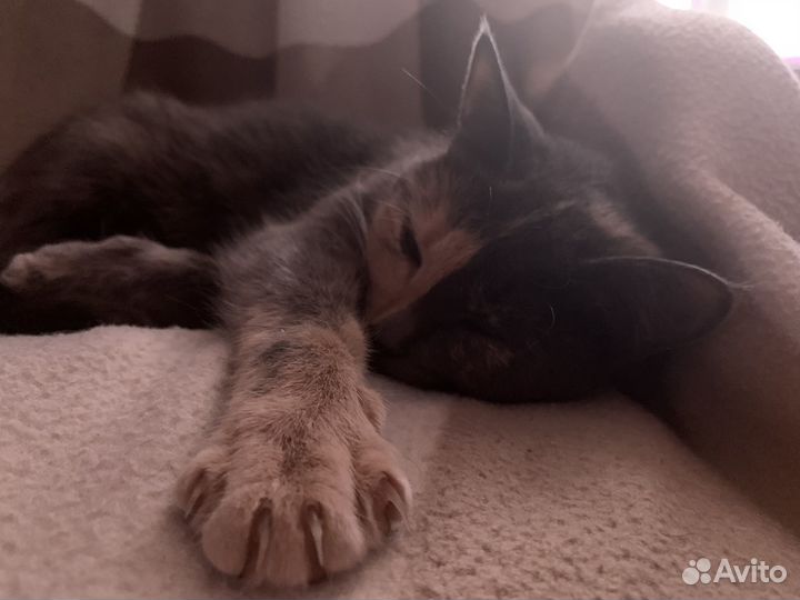 Кошечка Эля в добрые руки