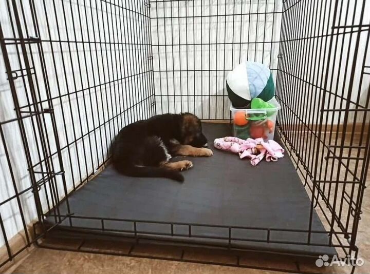 Клетка для собак в квартиру