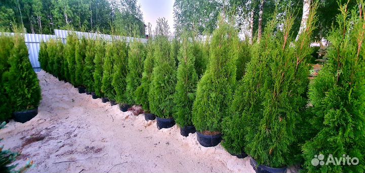 Туя смарагд