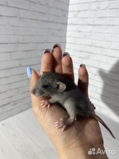 Крыса дамбо голубая