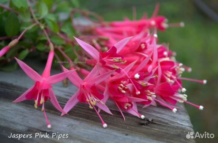 Фуксии сортовые