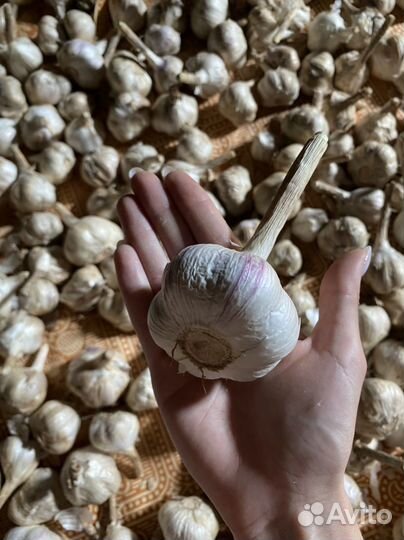 Чеснок урожай 2023