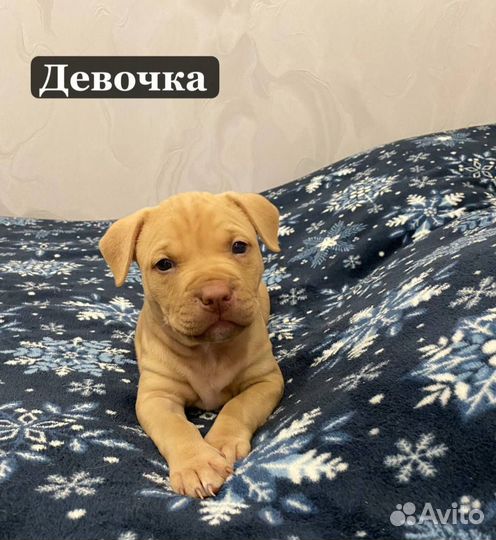 Щенки питбультерьера