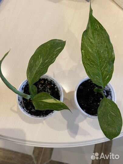 Спатифиллум gemini джемини