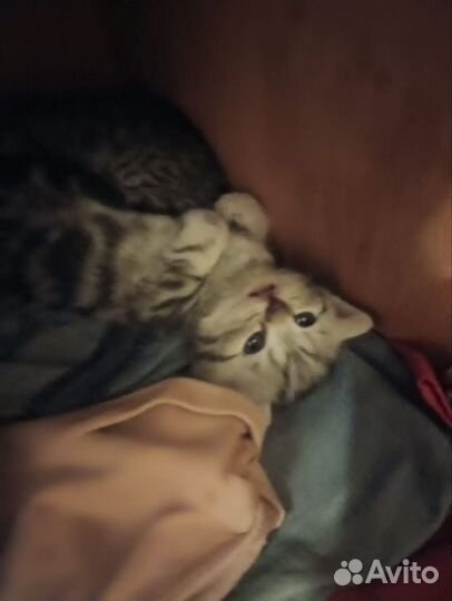 Британские котята