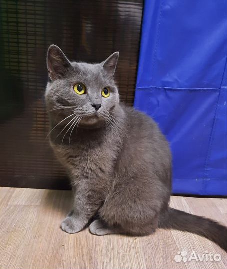 Молодая кошечка в добрые руки