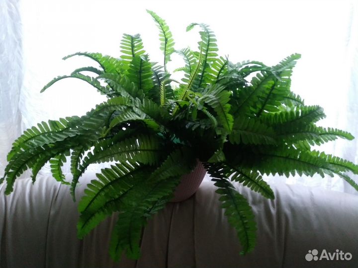 Исскуственная зелень (хлорофитум, папоротник)