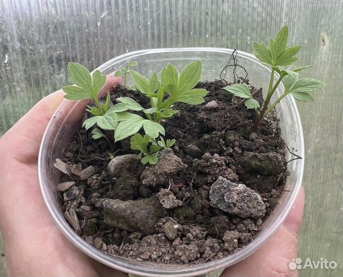 Продам клематис