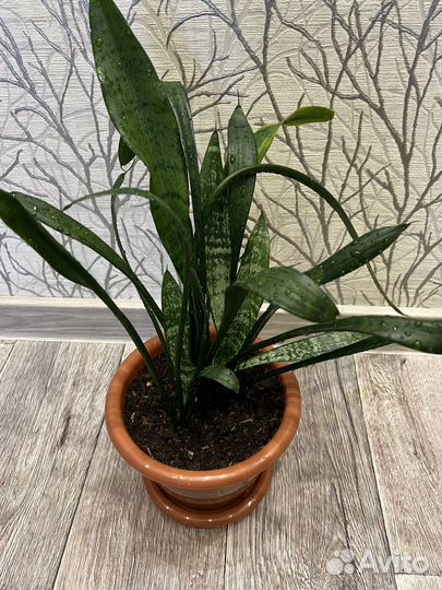 Сансевиерия, тещин язык