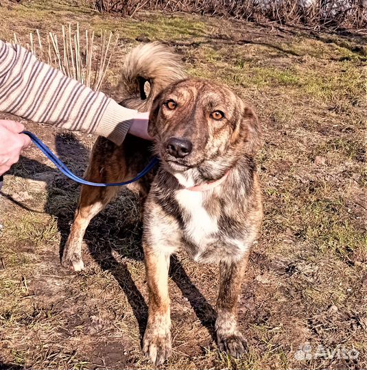 Милая, маленькая (40 см) Лина ищет дом