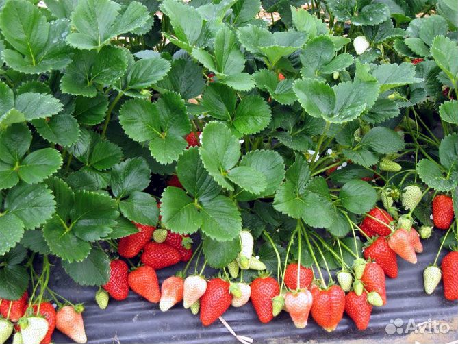 Клубника саженцы с экс