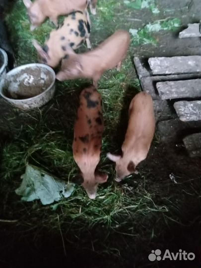 Поросята пьетрен+дюрок