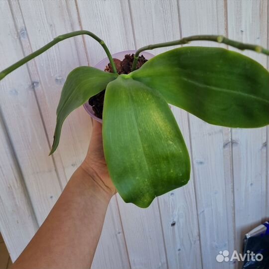 Орхидея фаленопсис Лиодоро