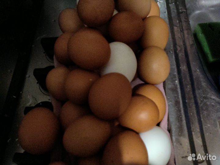 Домашии куриные яйца