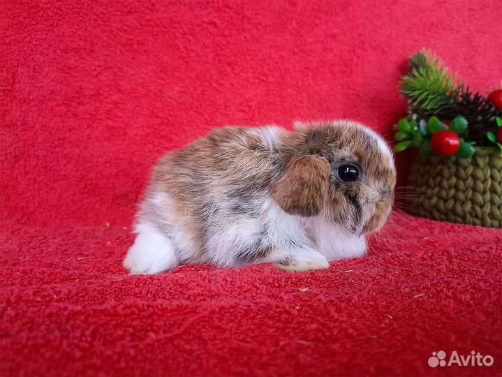 Мини кролики из питомника