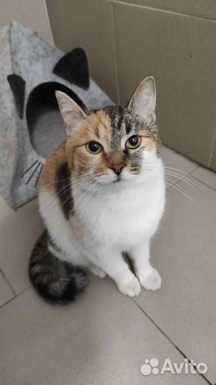 Кошка потеряшка