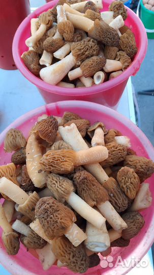 Грибы сморчки
