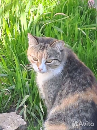 Передежка животных