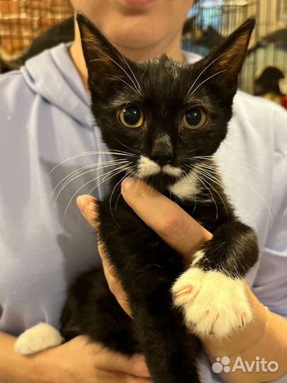 Феликс с бантиком на губах в добрые руки дар