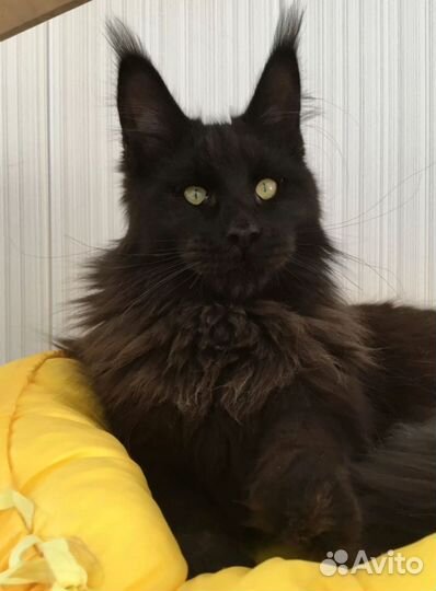 Кошки и котята