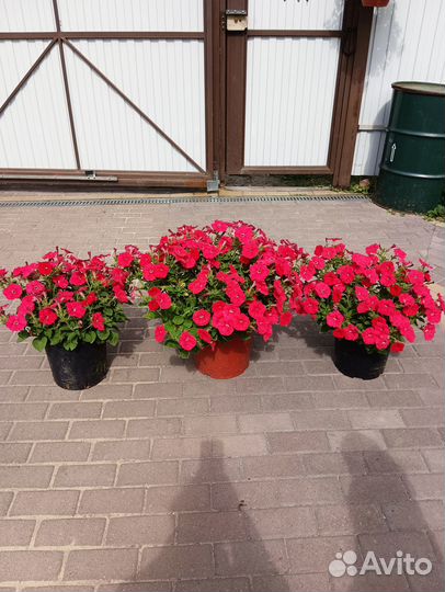 Петуния сортовая