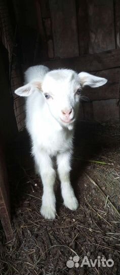 Зааненские козлики и козочка