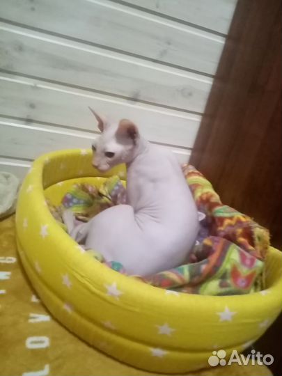 Котята в добрые руки бесплатно