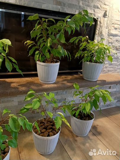 Фикус Бенджамина