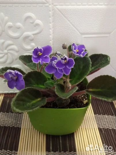 Комнатные цветы