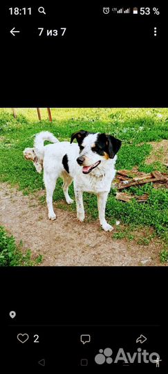 Собака в добрые руки