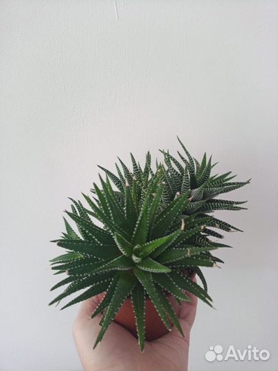 Комнатные растения