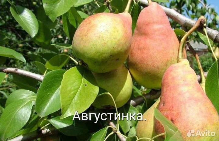 Саженцы груши с зкс