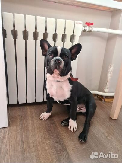Французский бульдог щенки