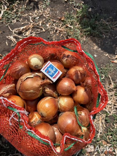 Лук репчатый