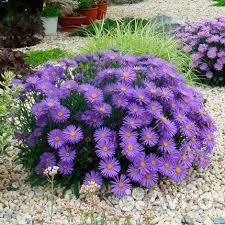 Канны, астра Вергинская (сентябринки)