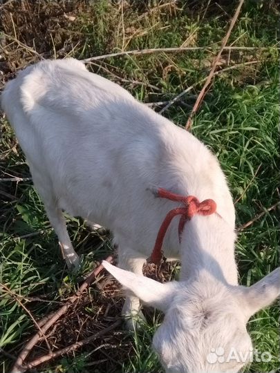 Зааненская дойная коза