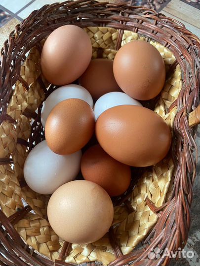 Куры молодки несушки