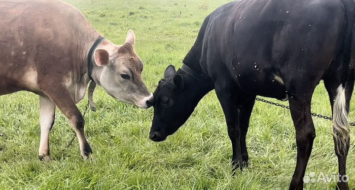 Корова джерси