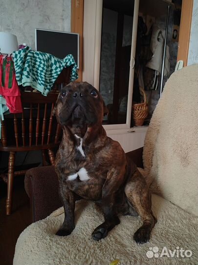 Французский бульдог кабель вязка