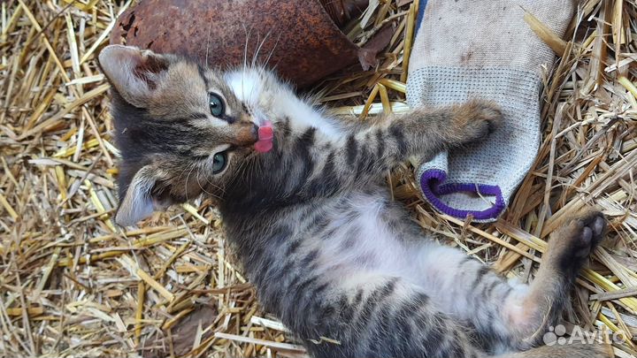 3 маленьких котенка